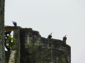 Les "aigles" de Provins