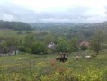 Les Alpagas