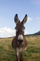 Les Ânes de Poupoulèche