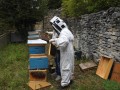 les apiculteurs