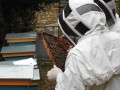 les apiculteurs