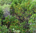Calanques - La Balade des arbousiers (Arbutus unedo)