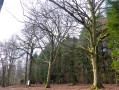 Les Damps, la forêt de Bord-Louviers en boucle