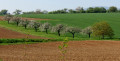 les arbres en fleurs