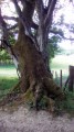 Les arbres enlacés