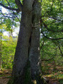 Les Arbres Entrelac&eacute;s