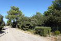 Les arbres taillés