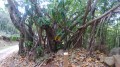 Les arbres