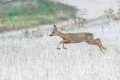 Biche