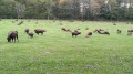 Les bisons