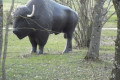 Les bisons...