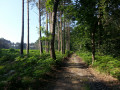 A travers les bois de Condé