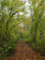 Les bois de la Chartre
