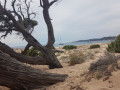 Les bosquets a l'ombre : une vue de reve sur la Plage Erbaghu. Les bosquets a l'ombre : une vue de reve sur la Plage Erbaghu.