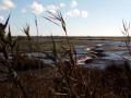 Les "canaux" de la lagune à marée basse