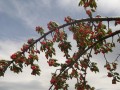 les cerisiers à Cabrerolles