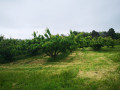 Les cerisiers Burlat de Loire-sur-Rhône.