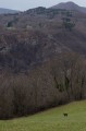 Les chamois de Lacoux