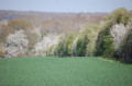 Les champs du Plateau de Saclay au dessus de Vauhallan