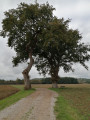 Les chênes de la Garouille Les chênes de la Garouille
