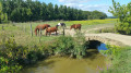 Les chevaux dans les barthes Les chevaux dans les barthes
