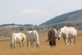 Les chevaux de Font d'Urle