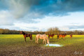 Chevaux Chevaux