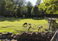 Les ch&egrave;vres du Moulin Begeot