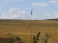 Les chevreuils sur les plaines Donziaises