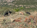 Les compagnons de balade