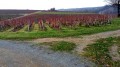 Les côteaux du Layon