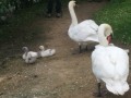 les cygnes et leurs petits en promenade