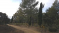 les cyprès