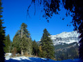 Les deux Sapins Henri IV