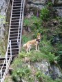 les escaliers les escaliers