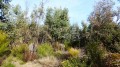 Les eucalyptus