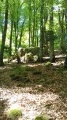 Les fameuses forêts