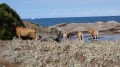 Les Filles du Cap à la Plage