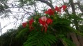 Les fleurs