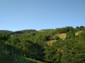 Les forêts