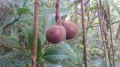 Les fruits
