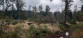 Les grands Bassots, zone de tourbières.