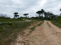 Les grands pins pignon