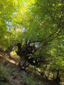 The ancient, gnarled and twisted beech trees on steep slopes