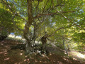 The ancient, gnarled and twisted beech trees