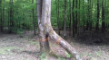 Les arbres étranges de la forêt de Senonches