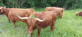 Vaches de race Highland Cattle