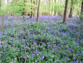 Les Jacinthes des bois