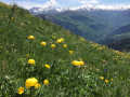 Les jolie fleurs
