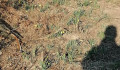 Et si on allait dimanche aux jonquilles ? Et si on allait dimanche aux jonquilles ?
